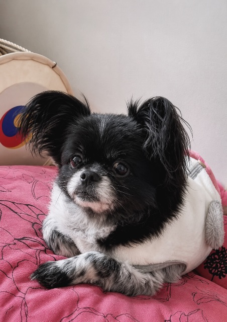 부의 추모 사진