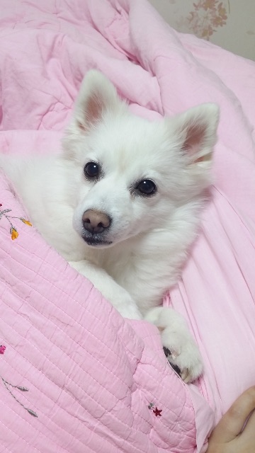 흰둥이의 추모 사진