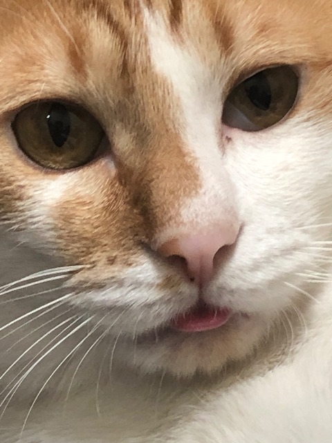 두부🐱의 추모 사진