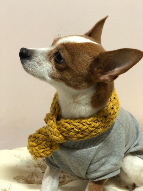 박거봉의 추모 사진