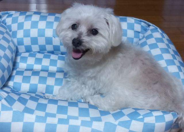 복돌의 추모 사진