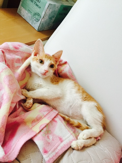 냥이공주의 추모 사진