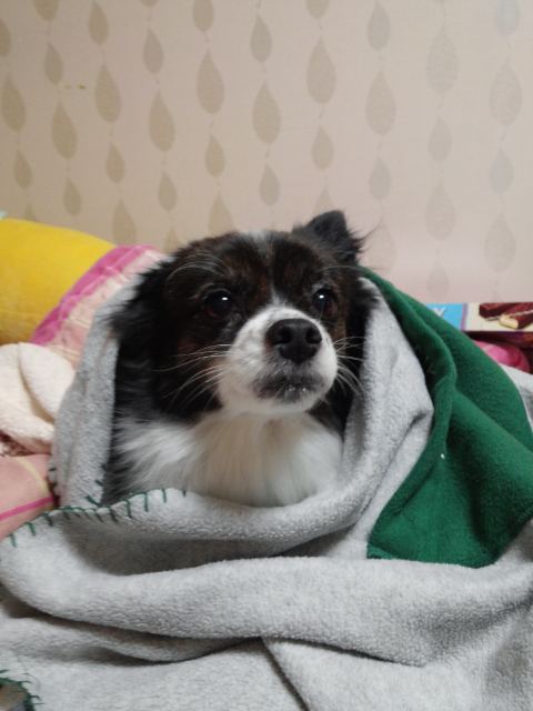 짱아의 추모 사진