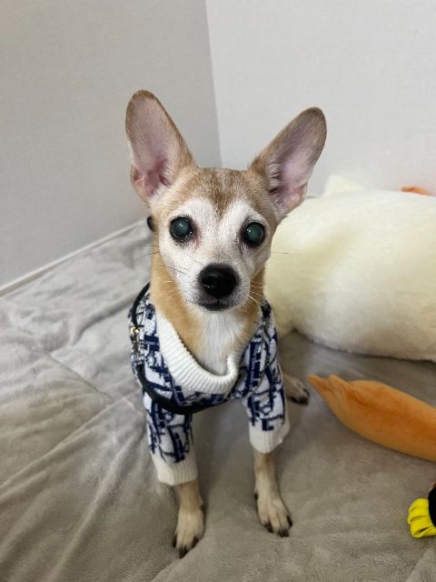 누리의 추모 사진