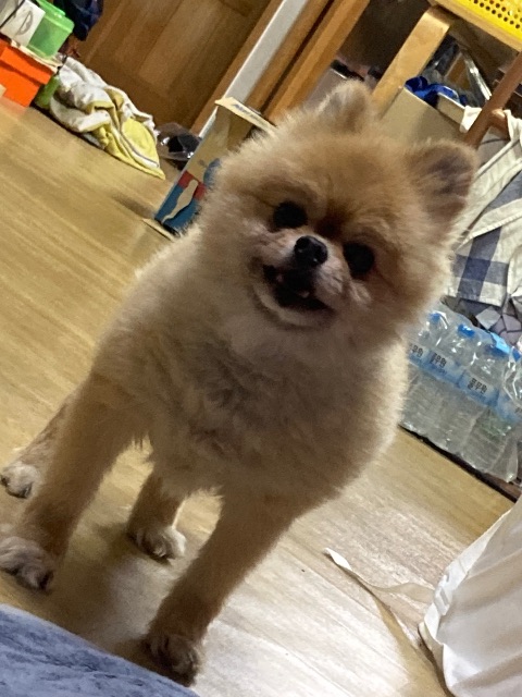 뽀돌이의 추모 사진