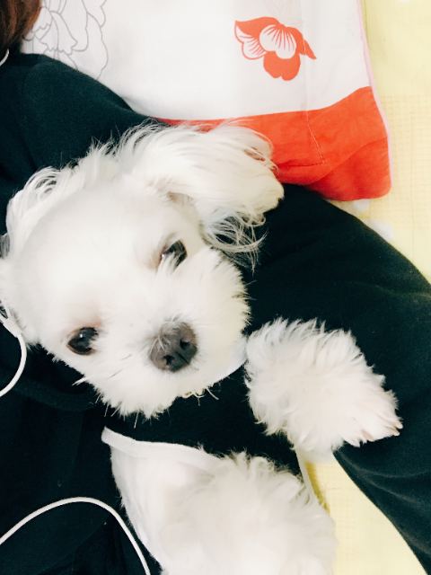 김사랑의 추모 사진