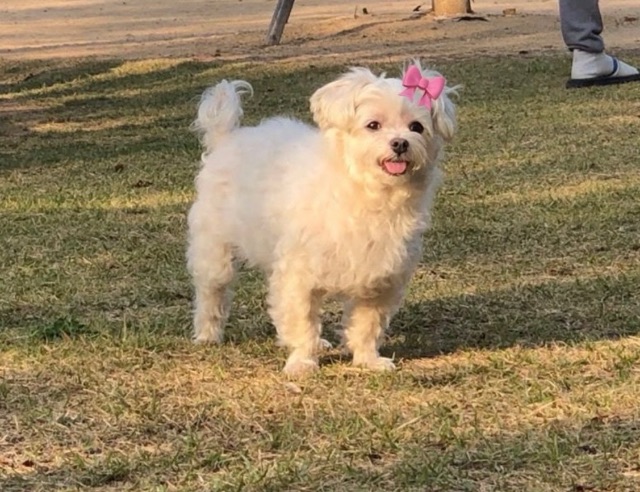 꽁꽁이의 추모 사진