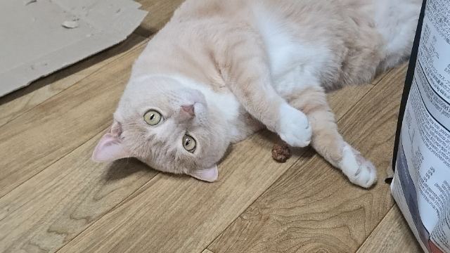 크리미의 추모 사진