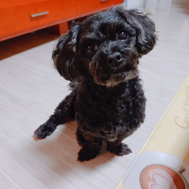 까미의 추모 사진