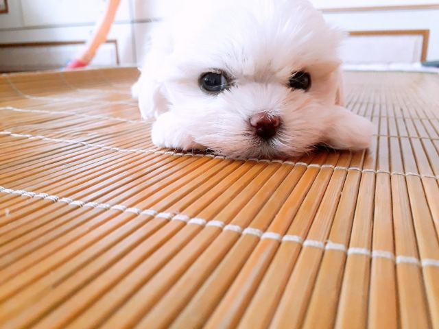박구름의 추모 사진