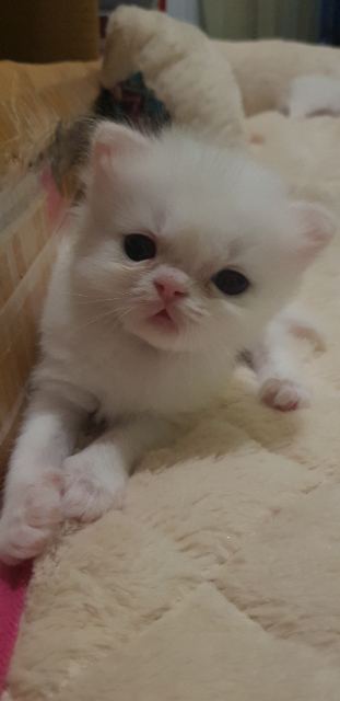 두부의 추모 사진