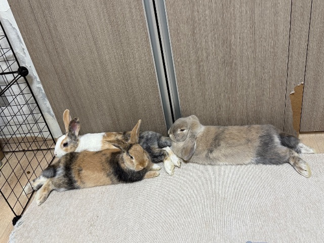 복덕|장금의 추모 사진
