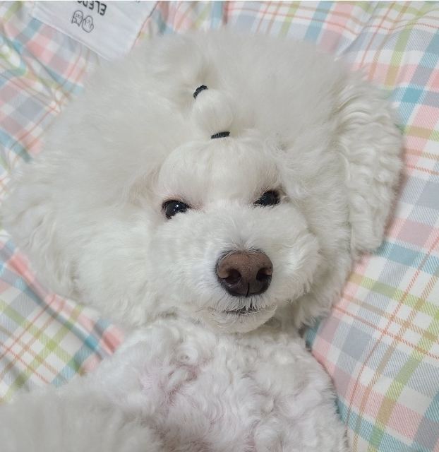 아론의 추모 사진