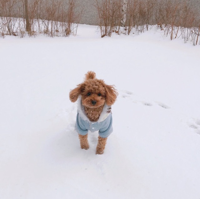 고망고의 추모 사진