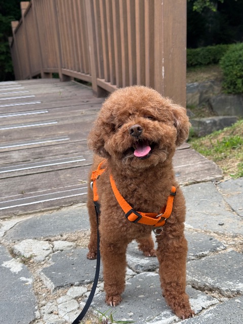 몽실이의 추모 사진