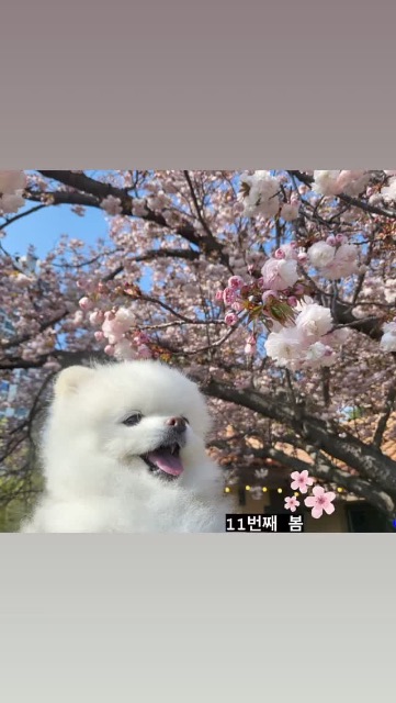 장호두의 추모 사진