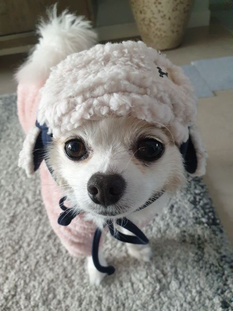 김 몽의 추모 사진