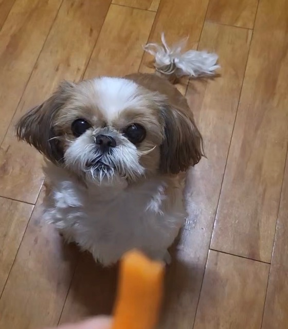 행운이의 추모 사진
