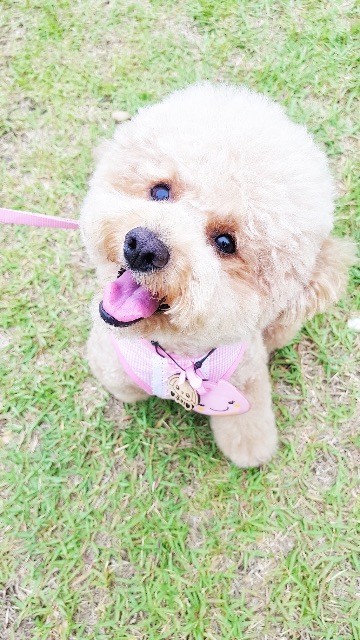 쿠키의 추모 사진