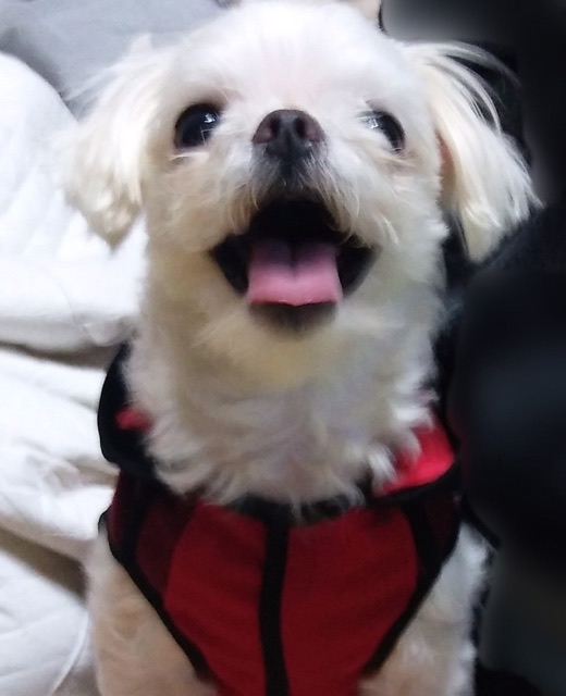 별이의 추모 사진