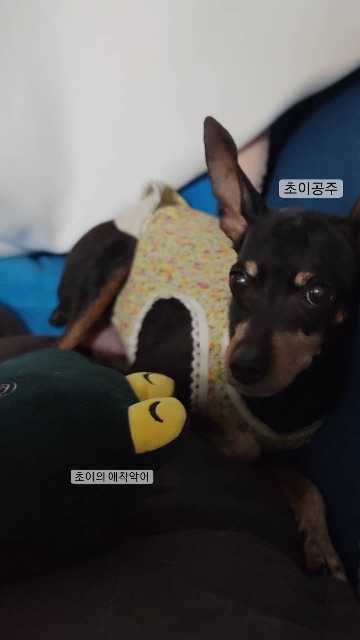 초이의 추모 사진