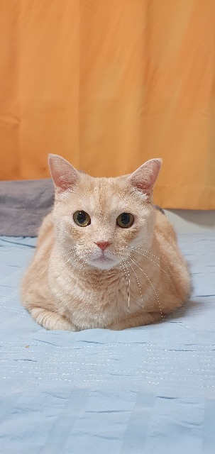 땅콩의 추모 사진