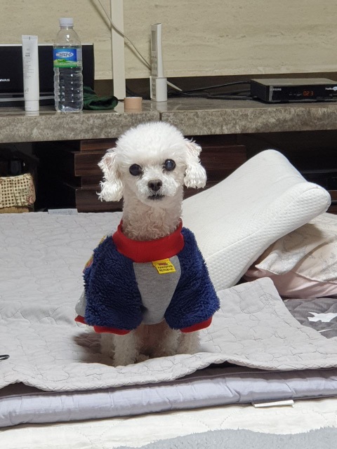 모카의 추모 사진