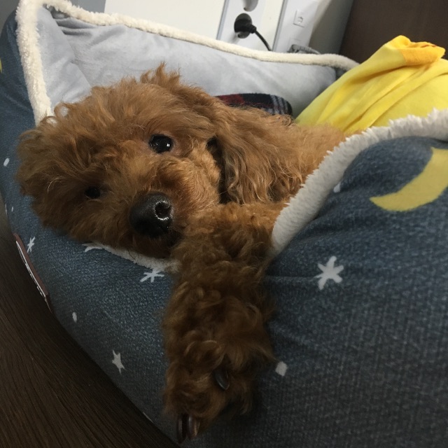 하늘이의 추모 사진