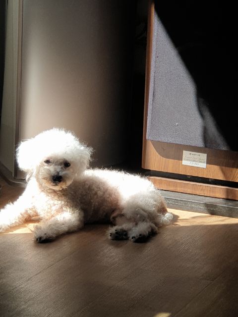 몽이의 추모 사진