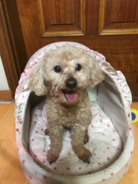 뽁식이의 추모 사진
