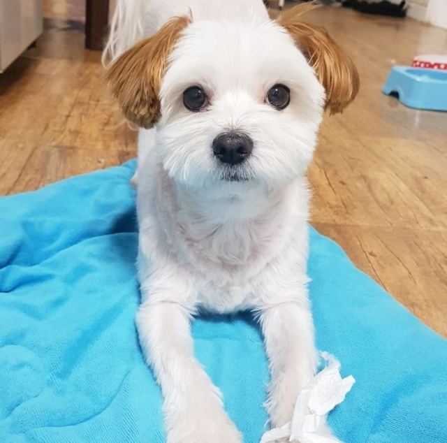 우주의 추모 사진