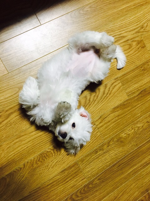 유민이의 추모 사진