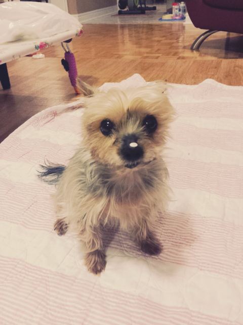 체리의 추모 사진