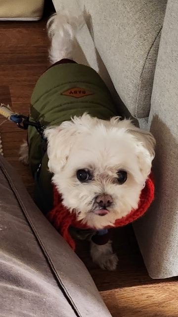 아지의 추모 사진