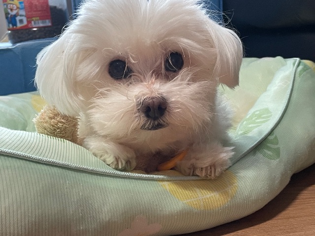두부의 추모 사진