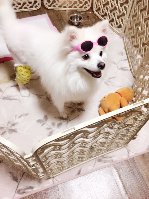 독립의 추모 사진