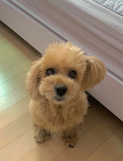 지니의 추모 사진