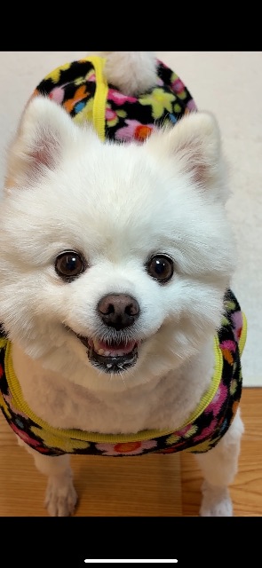 꼬냥의 추모 사진