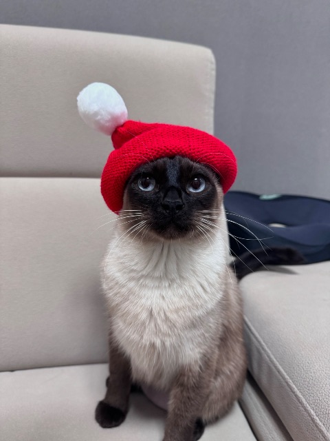 쿤이의 추모 사진