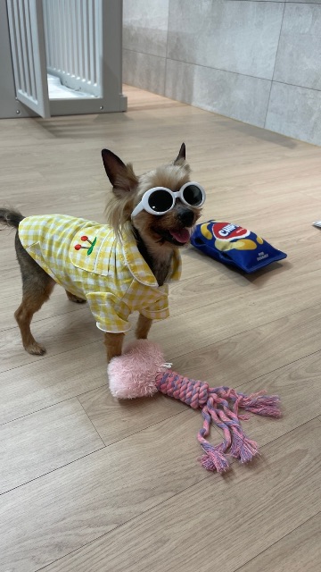 콩이의 추모 사진