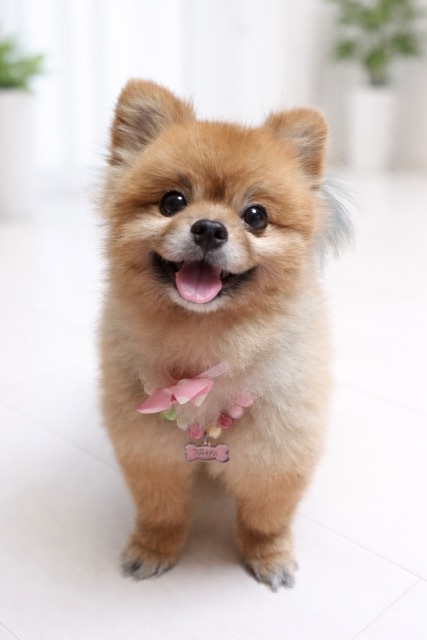 뽕순이🐕🤎의 추모 사진