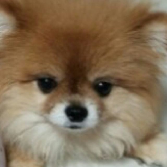 뽀야의 추모 사진