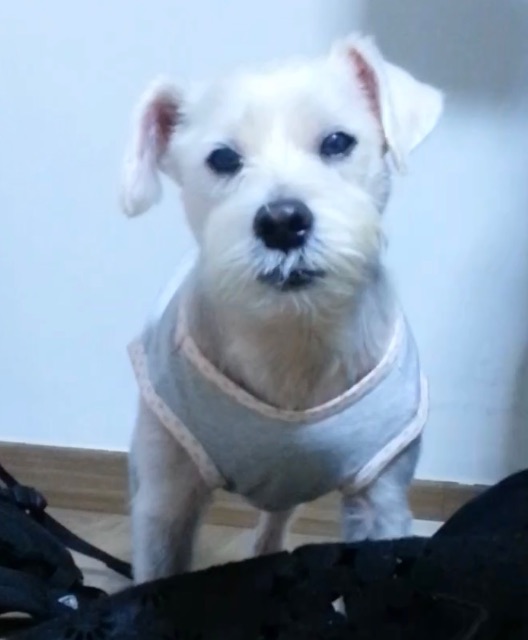 아지의 추모 사진