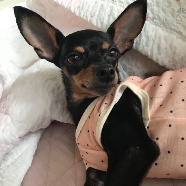복순이의 추모 사진