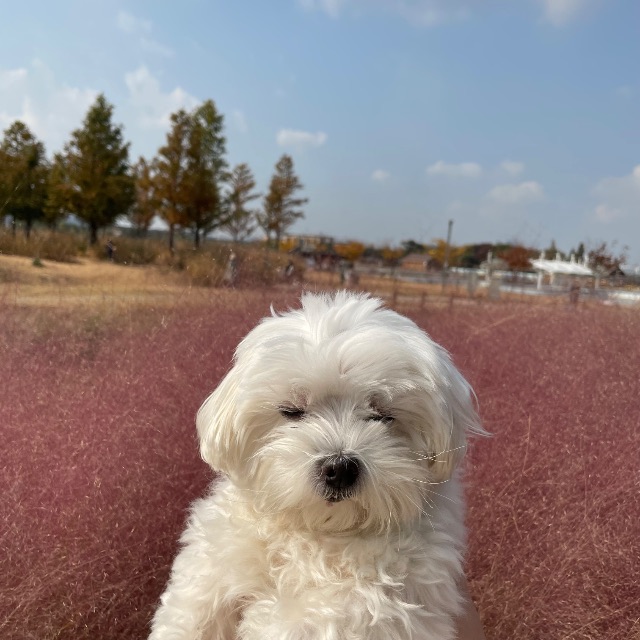티슈의 추모 사진