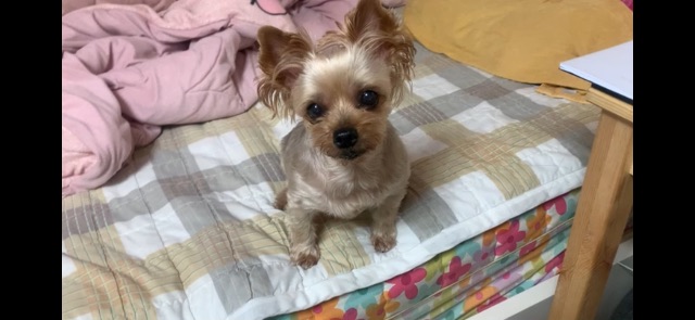 별의 추모 사진