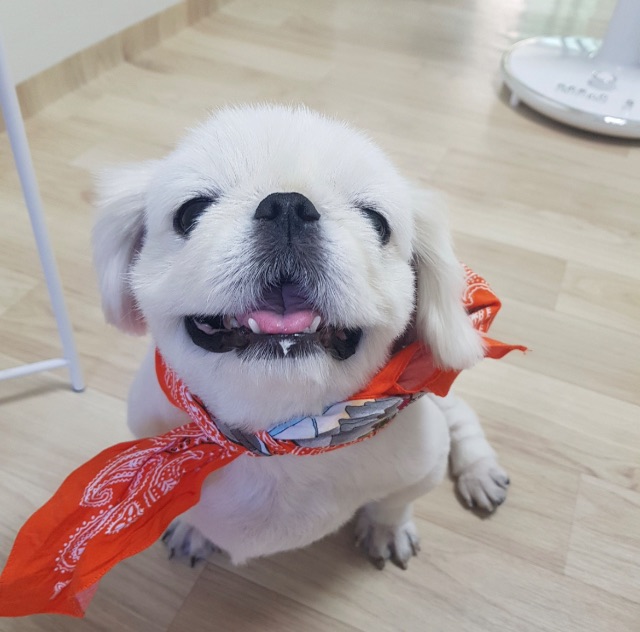 빠담의 추모 사진