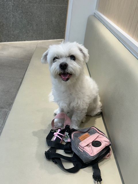 흰둥이의 추모 사진