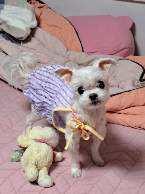 호야의 추모 사진