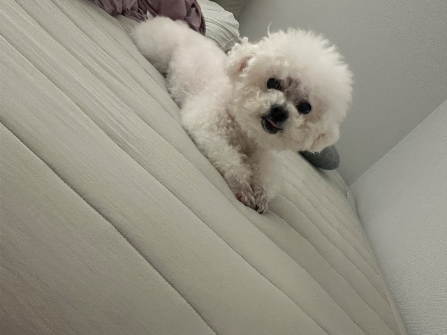 미니의 추모 사진